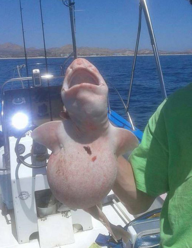 Mexican Pink Shark