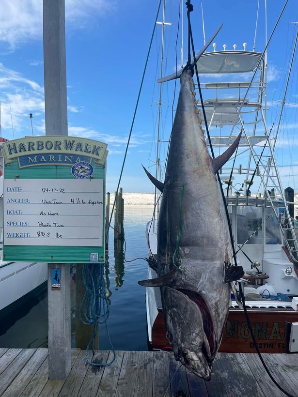 They caught the fish on April 17