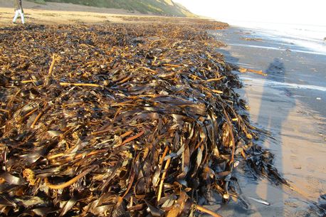 Piles of dead crabs and sea creatures have washed up on the beach between Saltburn and Marske
