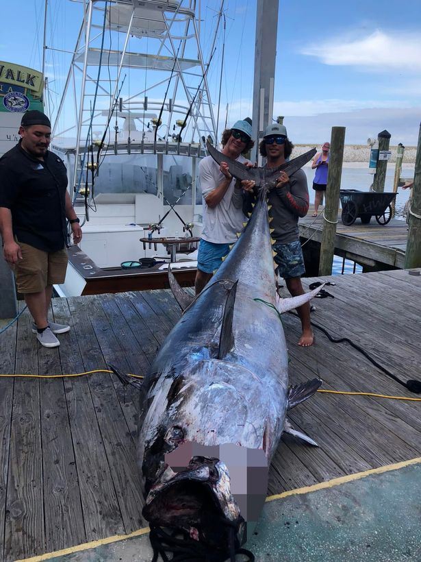 The fish weighed a whopping 832 pounds