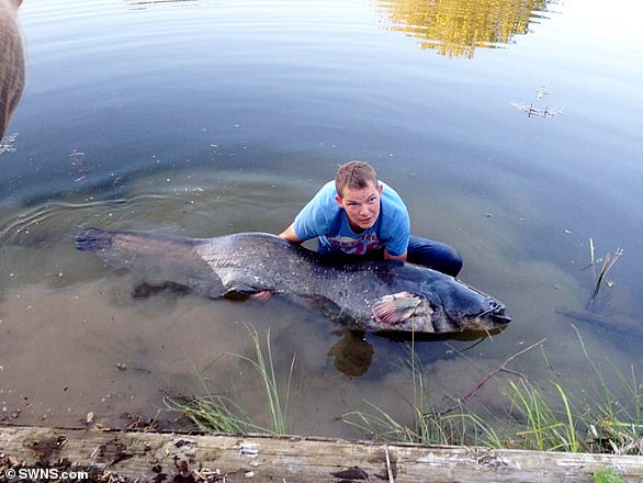 James Jones, from Southminster, Essex, reeled in a wels catfish which weighed a whopping 144lbs in 2012 (pictured)