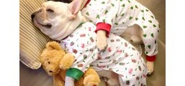 Social media for pets