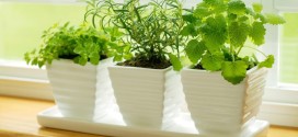 herbs