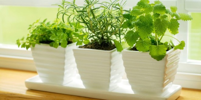 herbs
