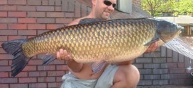 giant carp