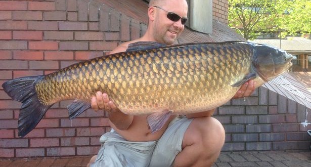 giant carp