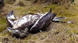 Wildlife crime
