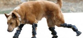 Dogs that defy the laws of science