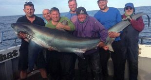welsh shark