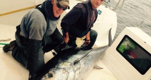 Giant tuna