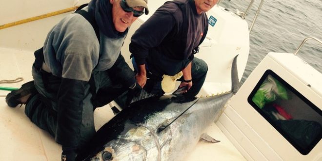 Giant tuna