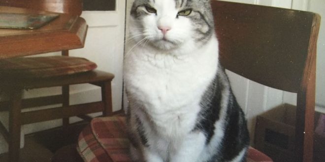 Cat missing for 4 years