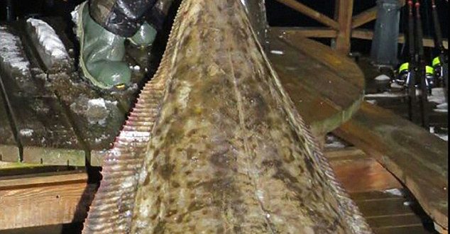 Monster Halibut