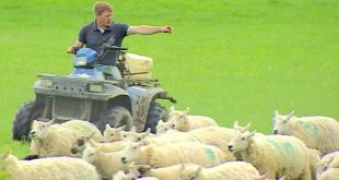 Brexit Sheep farmers