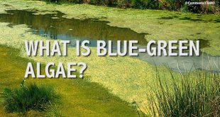 Roath Park Lake Algae