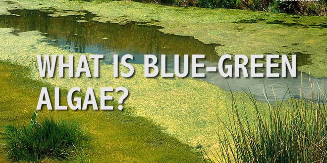 Roath Park Lake Algae