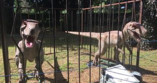 caged raptors