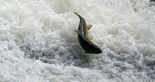 Taff Salmon
