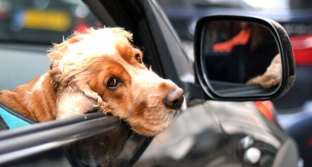 Dogs in cars