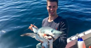 Porbeagle shark Cornwall