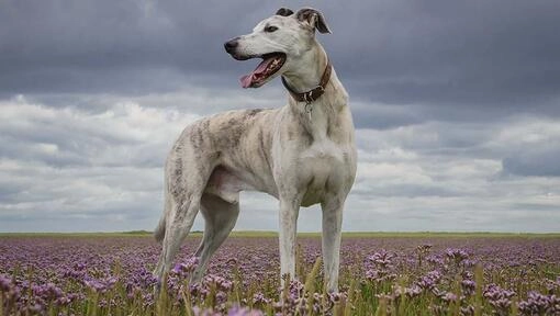 Which dog breeds bite - Lurcher